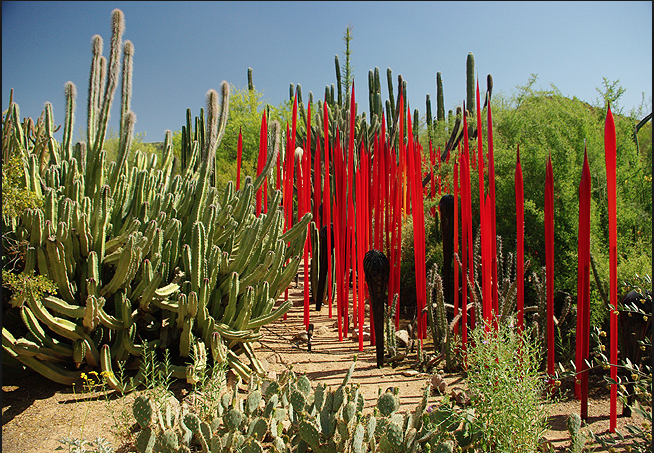 Desert Botanical Garden Provides Stunning Beauty Near Scottsdale