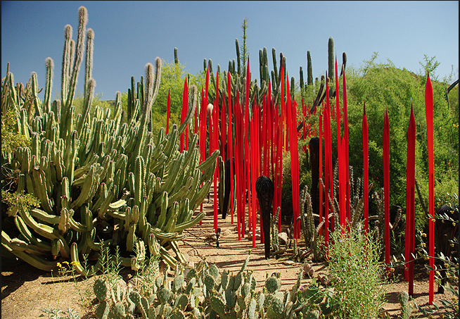 Desert Botanical Garden of Phoenix